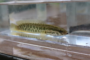 IMG_6031.JPG